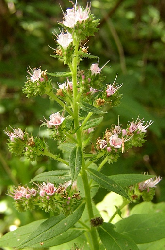 Echium strictum