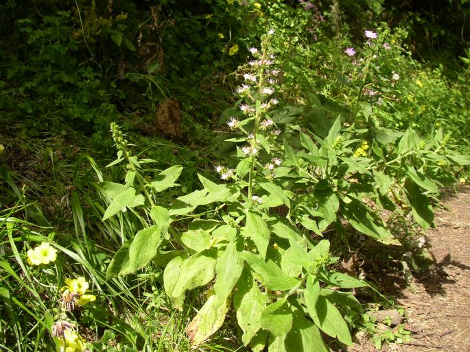 Echium strictum