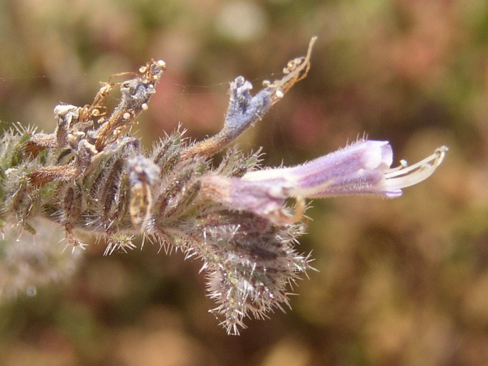 Echium triste