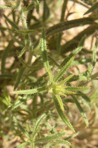 Echium triste