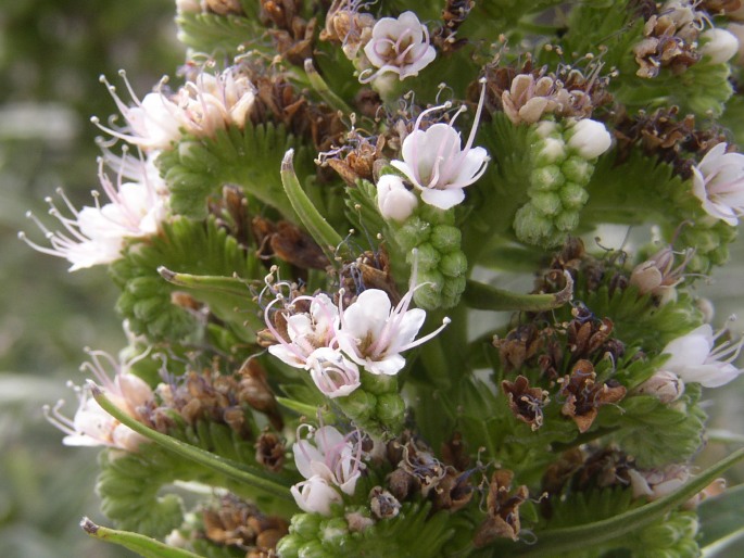 Echium virescens