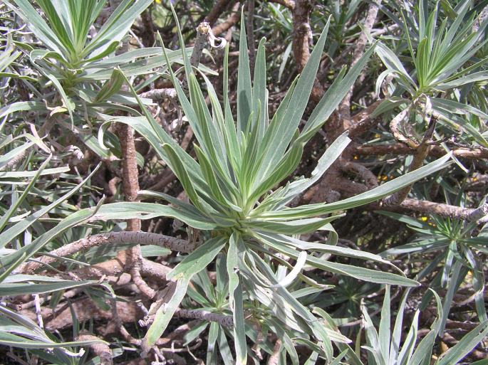 Echium virescens