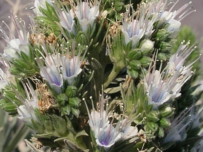 Echium vulcanorum