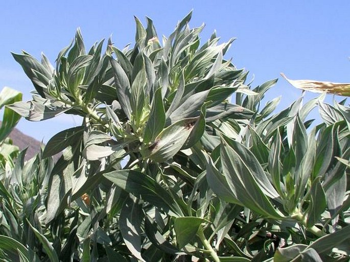 Echium vulcanorum