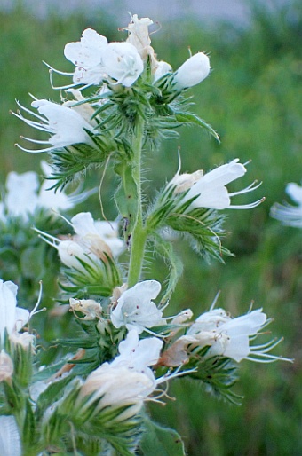 Echium vulgare