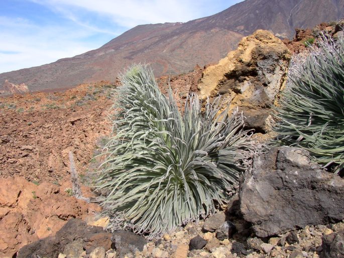 Echium wildpretii