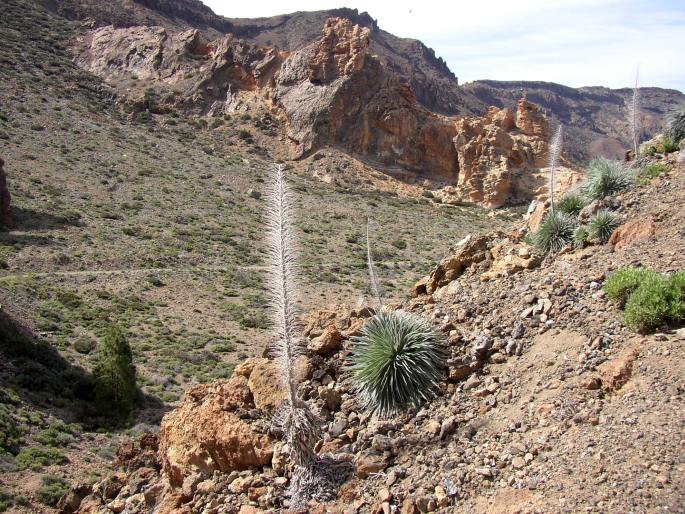 Echium wildpretii