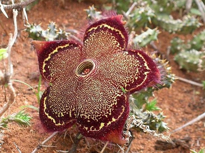 EDITHCOLEA GRANDIS N. E. Br.