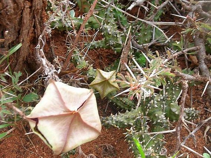 Edithcolea grandis