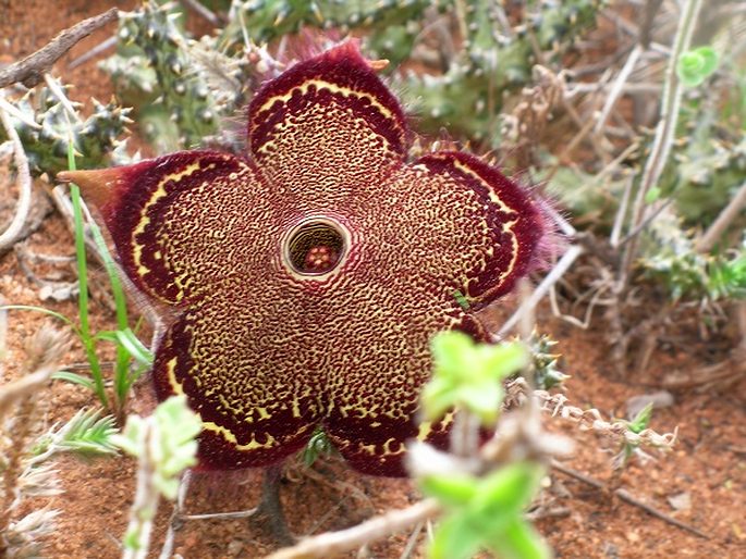 Edithcolea grandis