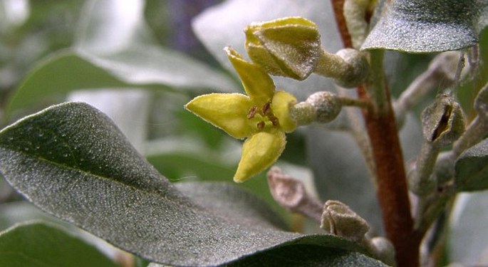 ELAEAGNUS COMMUTATA Bernh. ex Rydb. – hlošina stříbrná