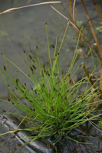 Eleocharis carniolica