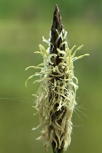 Eleocharis palustris