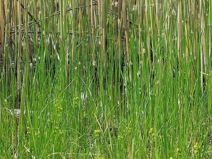 Eleocharis palustris