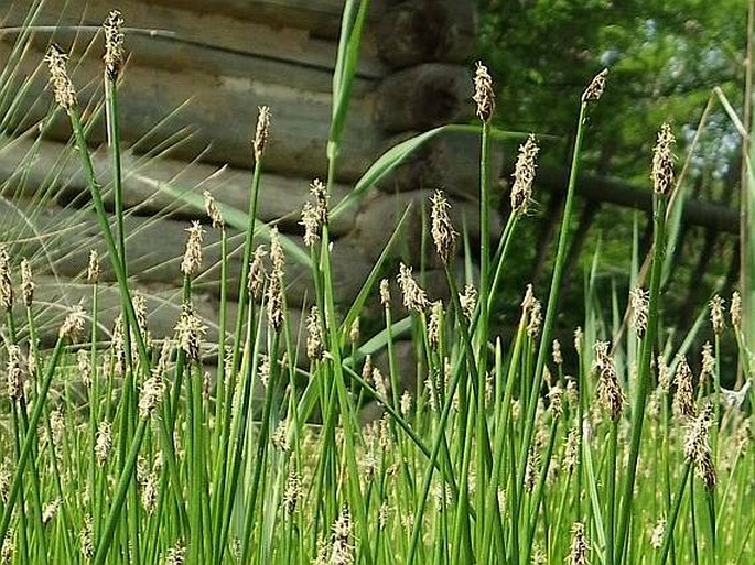 Eleocharis palustris