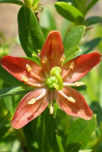 Elliottia pyroliflora