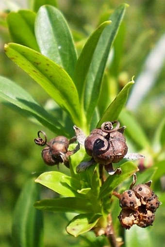 Elliottia pyroliflora