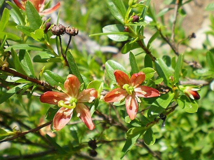 ELLIOTTIA PYROLIFLORA (Bongard) S. W. Brim et P. F. Stevens – trojplátečka