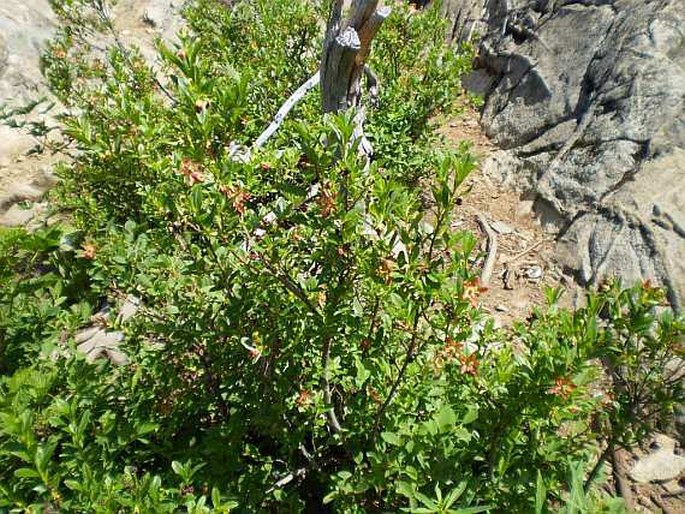 Elliottia pyroliflora