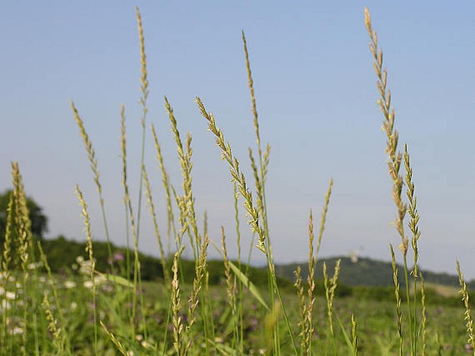 ELYTRIGIA REPENS (L.) Nevski – pýr plazivý