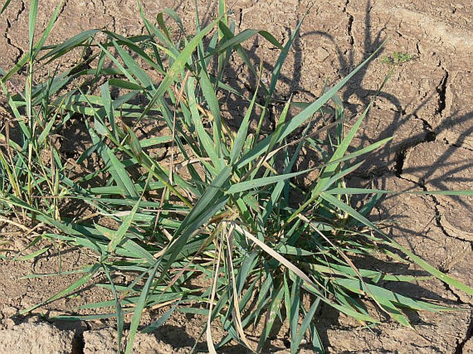 Elymus repens