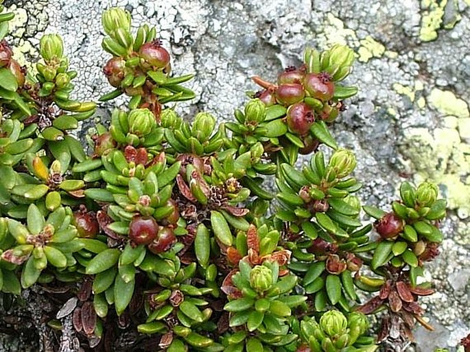 EMPETRUM HERMAPHRODITUM Hagerup – šicha oboupohlavná / šucha obojpohlavná