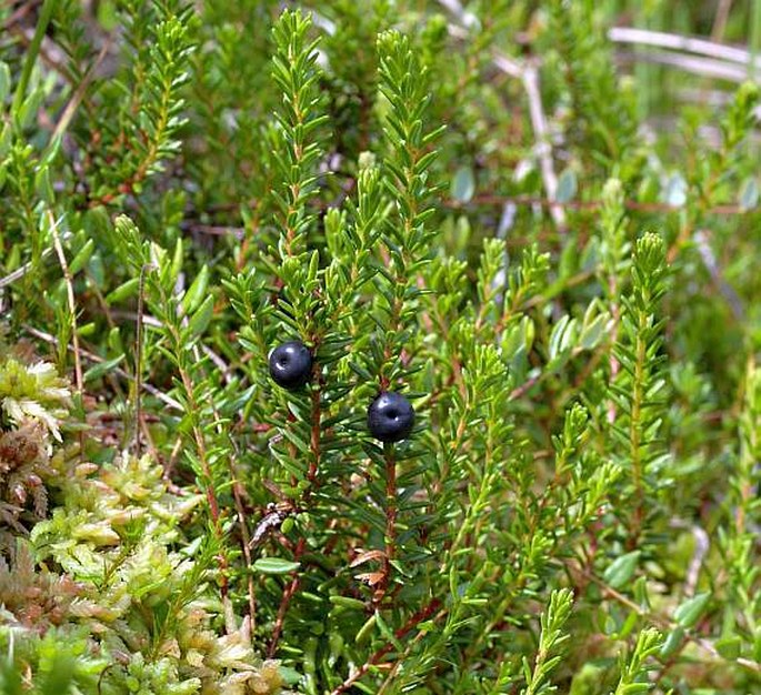 EMPETRUM NIGRUM L. – šicha černá / šucha čierna