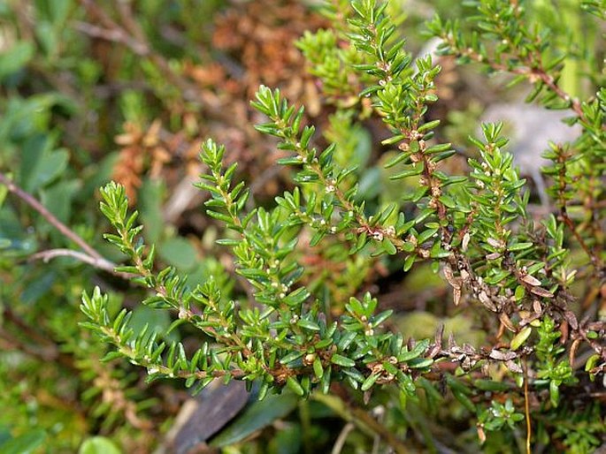 Empetrum nigrum