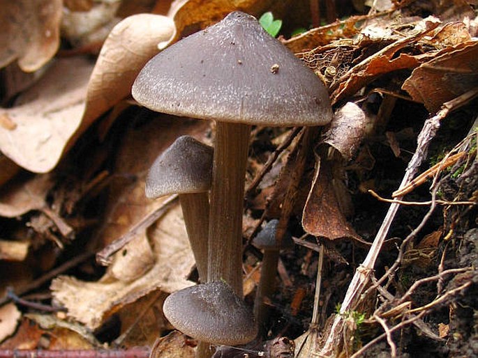 ENTOLOMA VERNUM S. Lundell - závojenka jarní / hodvábnica časná