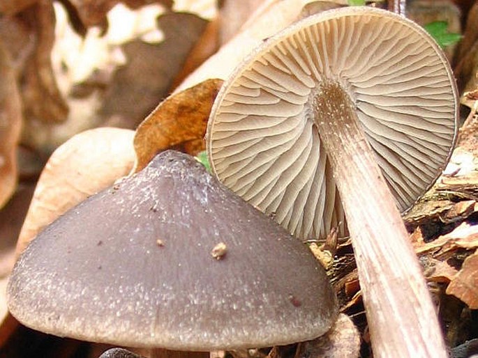 Entoloma vernum