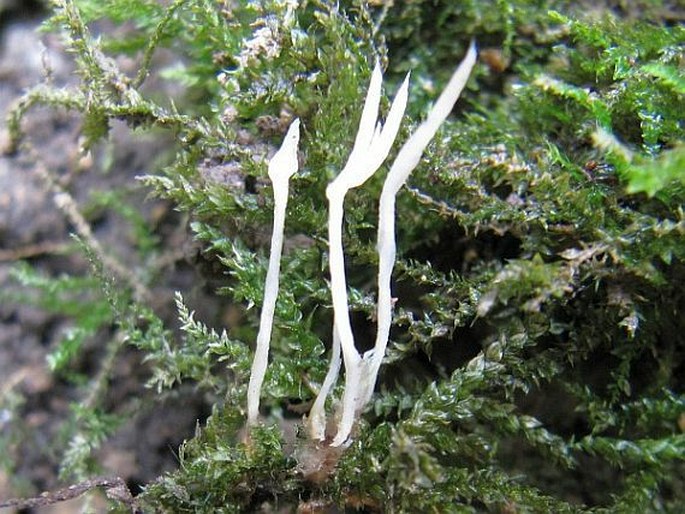 Eocronartium muscicola