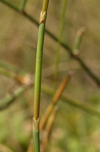 Ephedra distachya