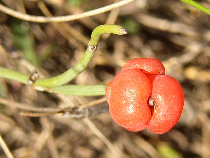 Ephedra distachya