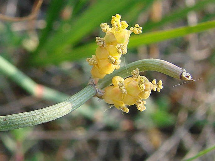 Ephedra distachya