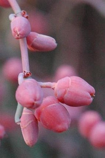 Ephedra foeminea