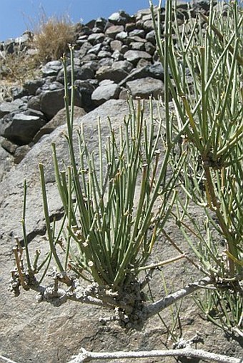 Ephedra pachyclada subsp. sinaica