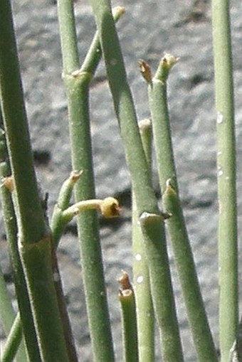 Ephedra pachyclada subsp. sinaica