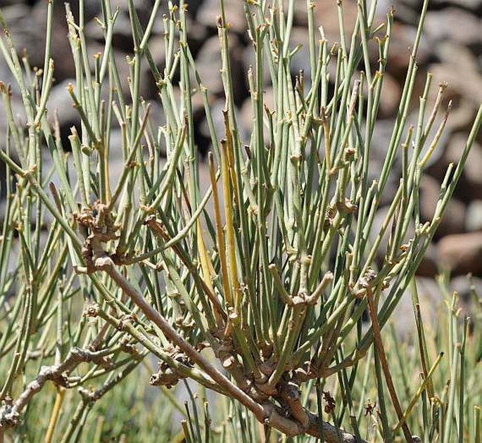 Ephedra pachyclada subsp. sinaica