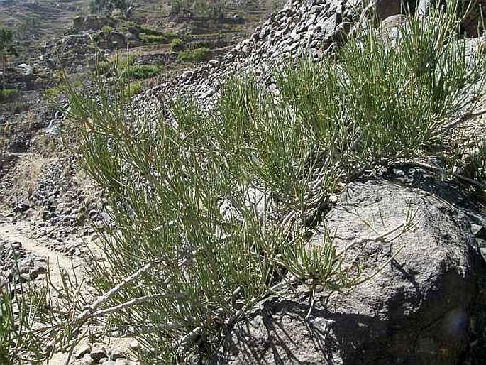 Ephedra pachyclada subsp. sinaica