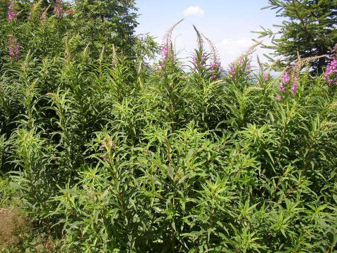 Epilobium angustifolium