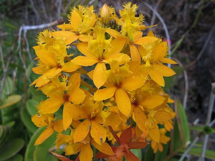 Epidendrum ibaguense