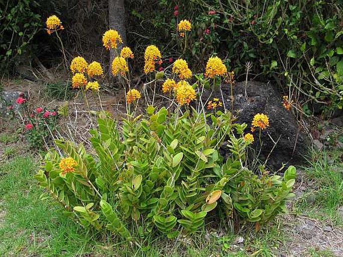 Epidendrum ibaguense