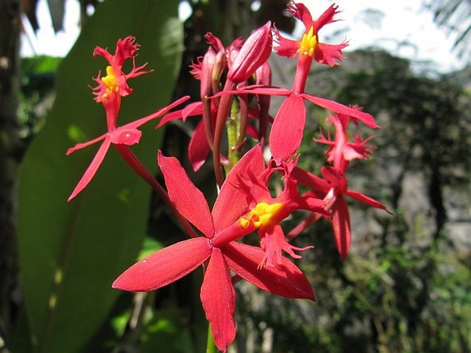 Epidendrum ibaguense