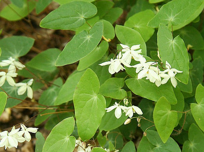 Epimedium diphyllum