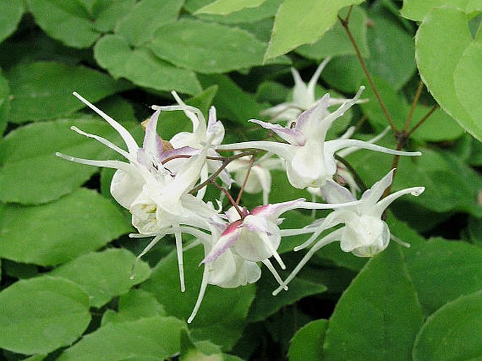 Epimedium grandiflorum