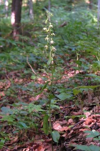 Epipactis komoricensis