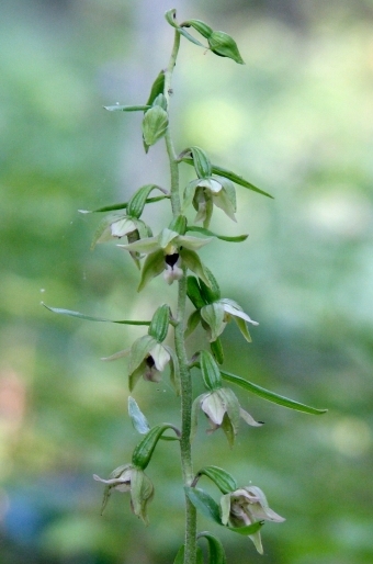 Epipactis komoricensis