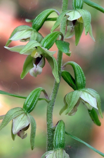 Epipactis komoricensis