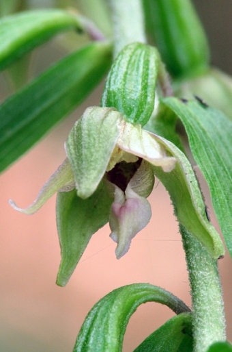 Epipactis komoricensis