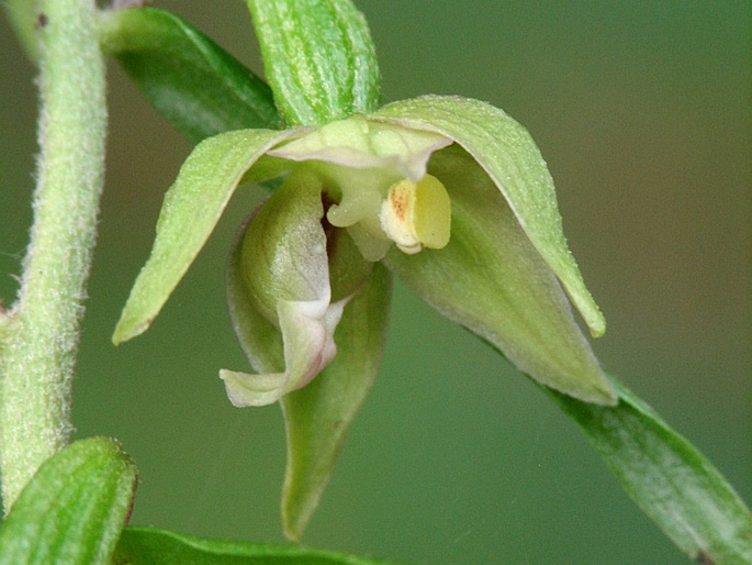 Epipactis komoricensis